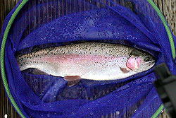 �����C�P�X�̃j�W�}�X