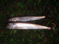 �L���E���E�I