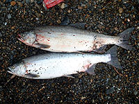 �J���t�g�}�X