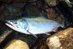 �J���t�g�}�X