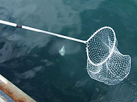 �����f�B���O�l�b�g