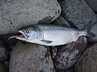 �J���t�g�}�X