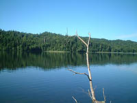 �`�~�P�b�v��