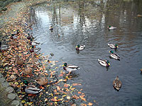 �H�w���̒r�̃J��